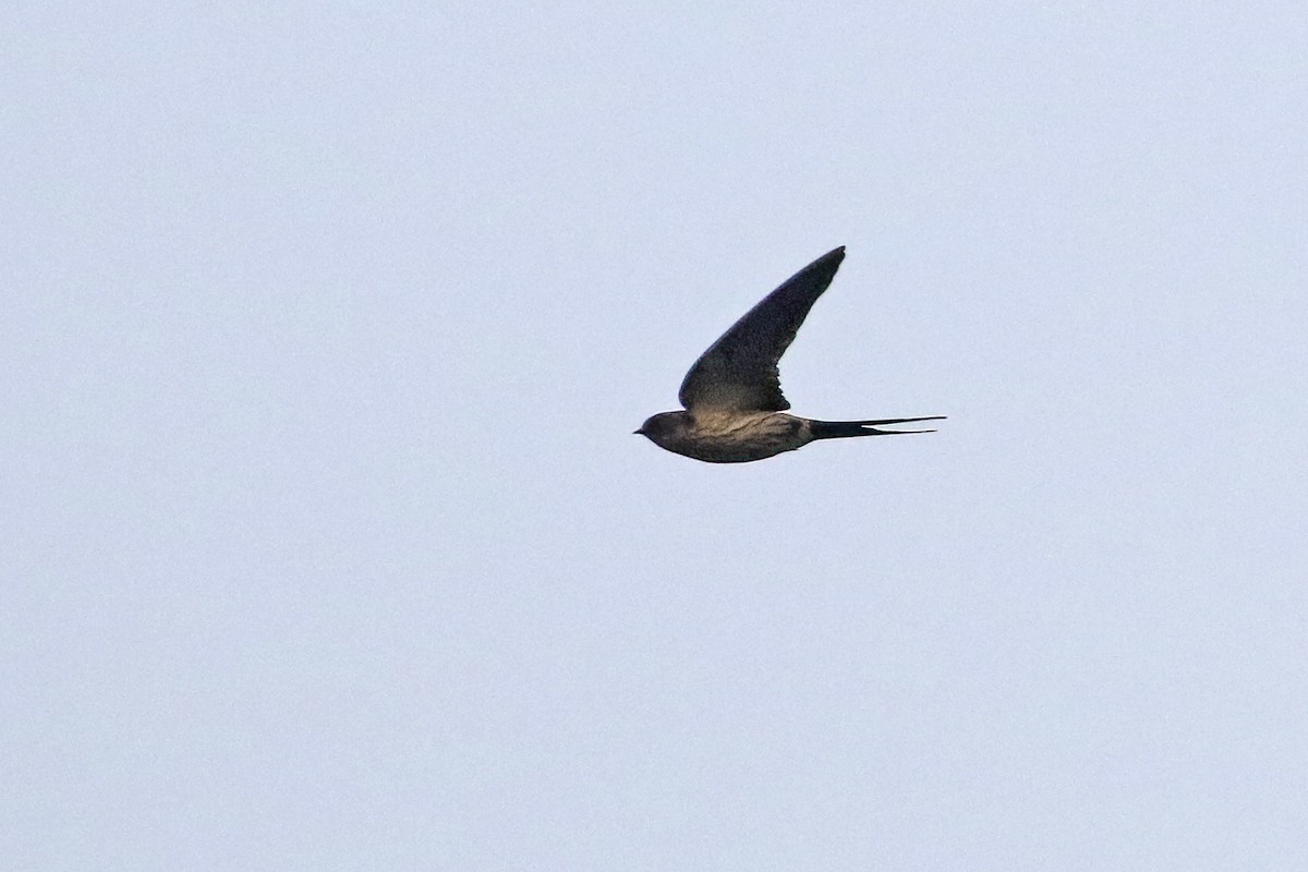 Striated Swallow - ML580816371