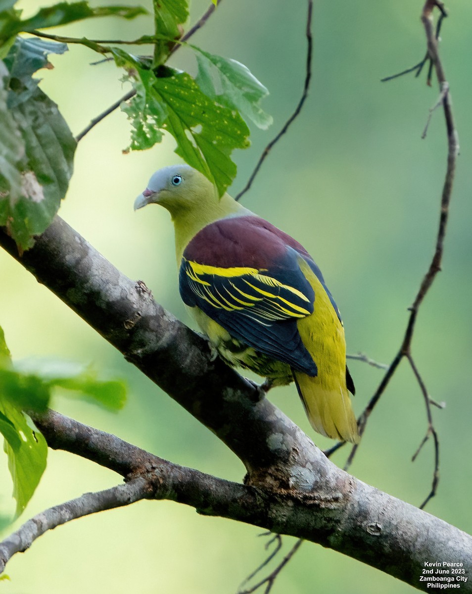 Philippine Green-Pigeon - Kevin Pearce