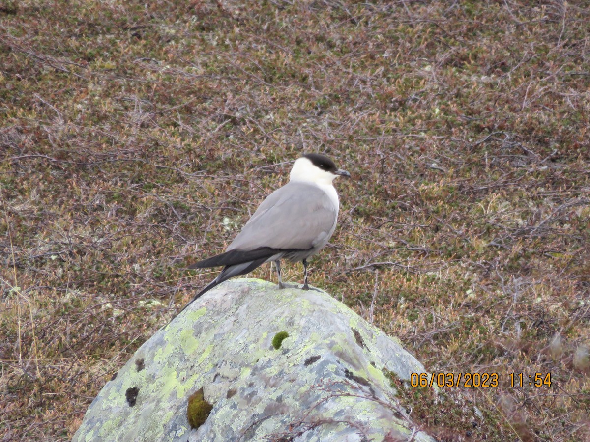 Long-tailed Jaeger - ML580817071