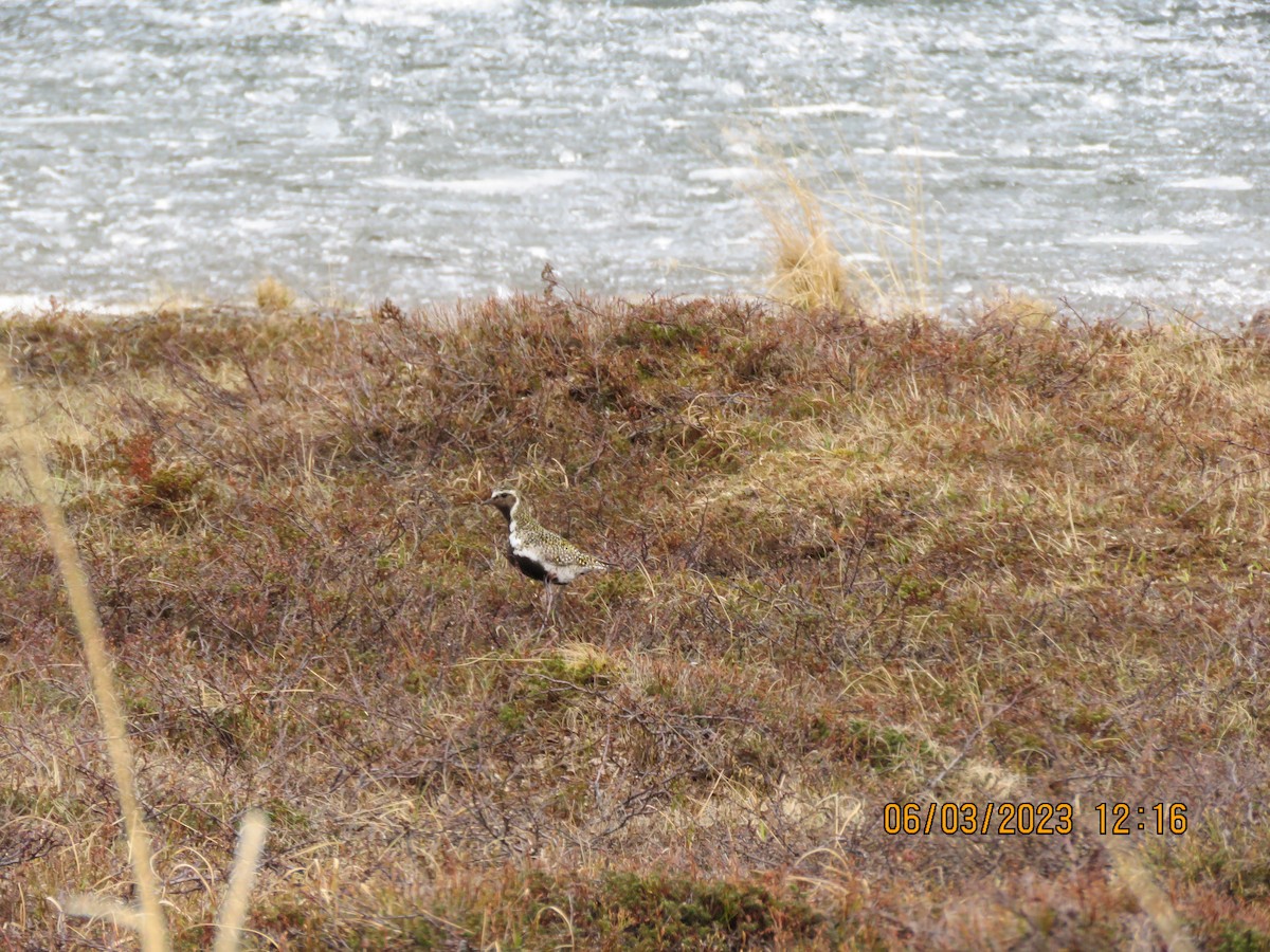 European Golden-Plover - bernadette kolb