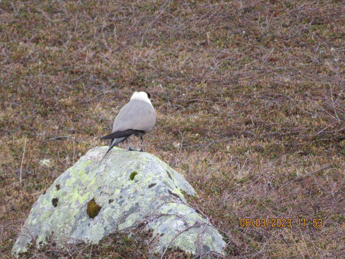 Long-tailed Jaeger - ML580817121