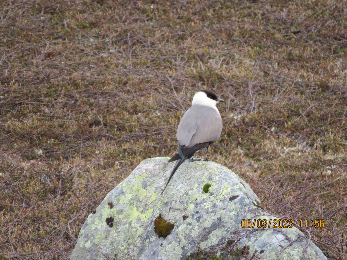 Long-tailed Jaeger - ML580817131