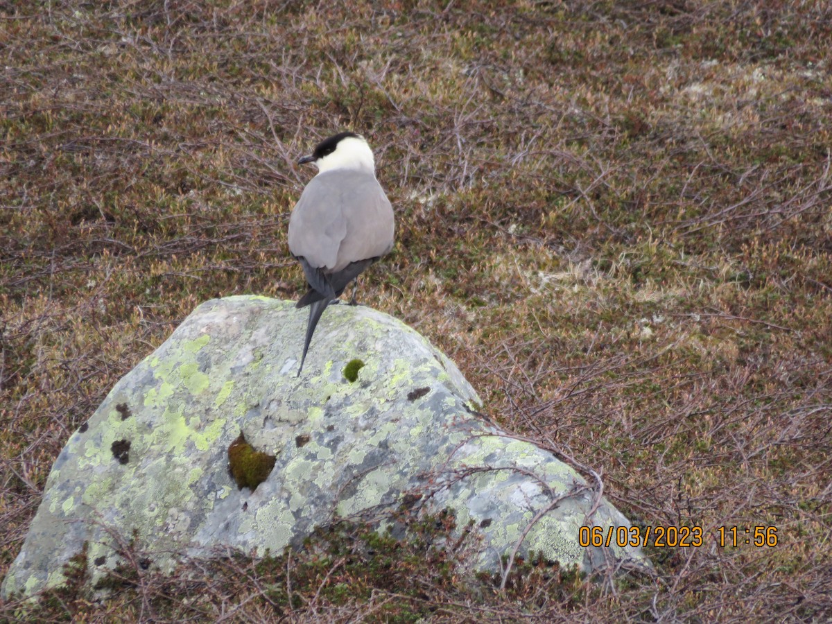 Long-tailed Jaeger - ML580817151