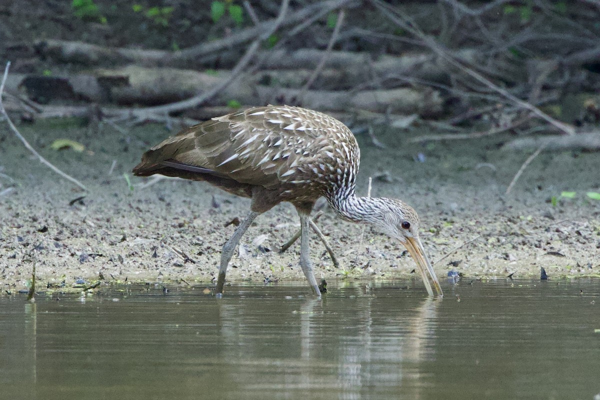 Limpkin - ML580817241