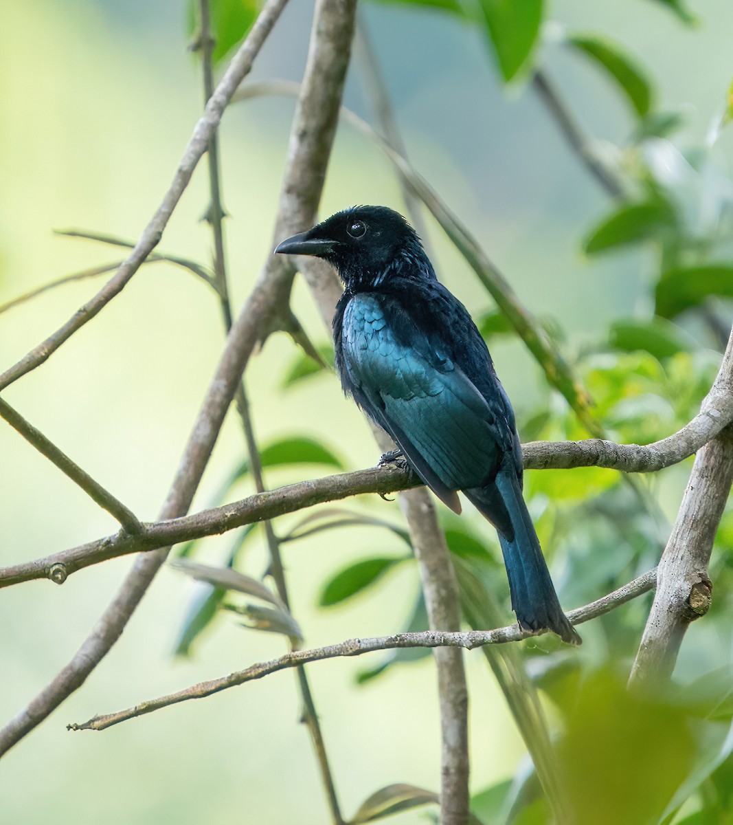 Short-tailed Drongo - Kevin Pearce
