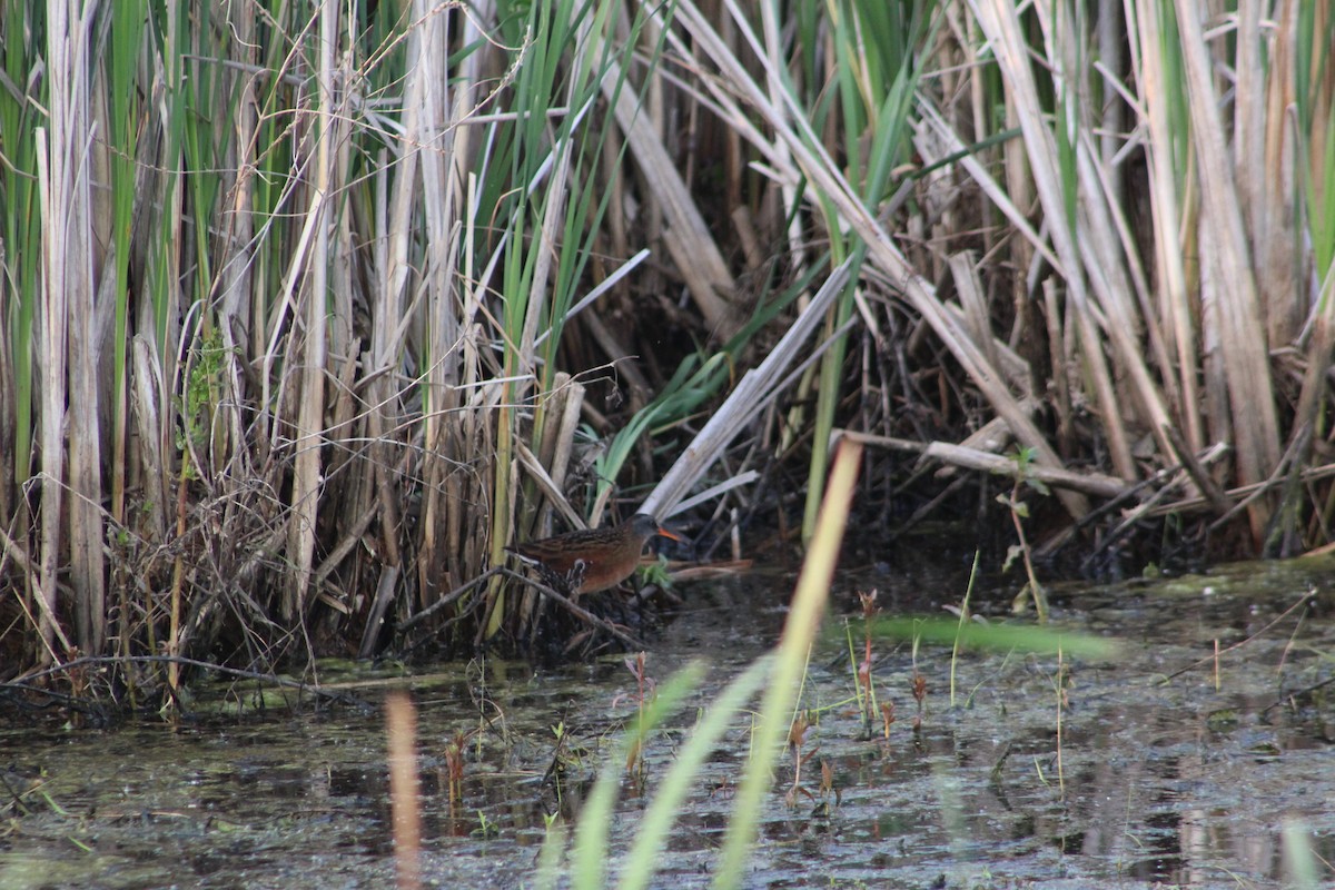 Virginia Rail - ML580817931