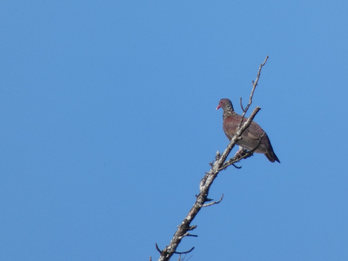 Scaled Pigeon - ML580819151