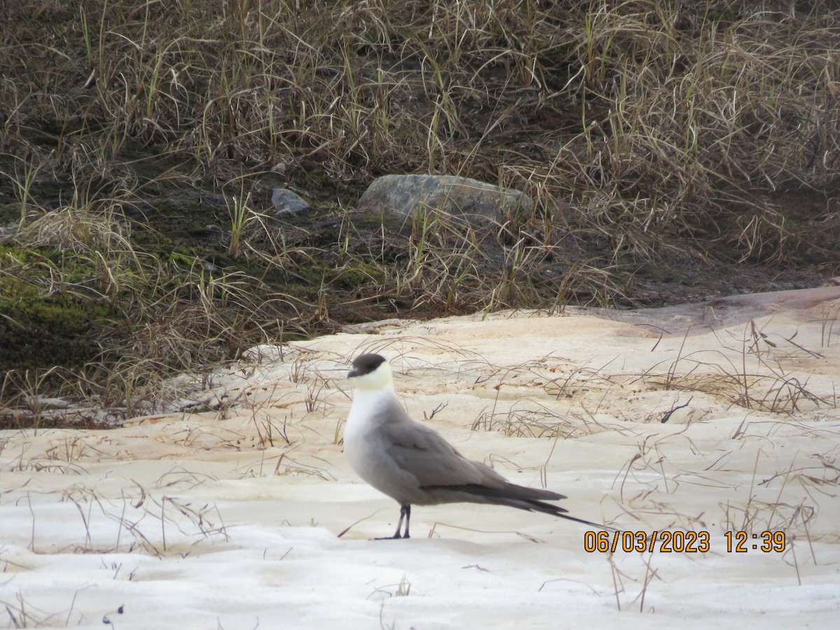 Long-tailed Jaeger - bernadette kolb