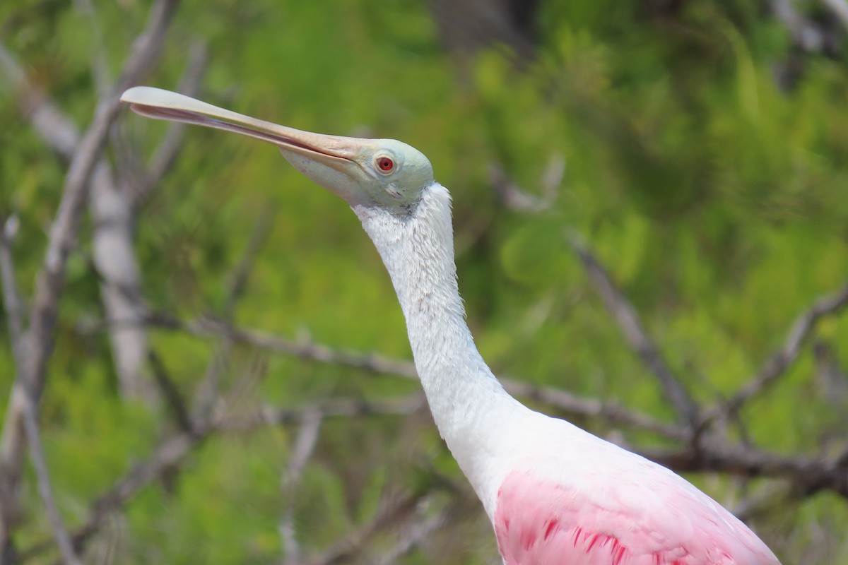 Roseate Spoonbill - ML580821441