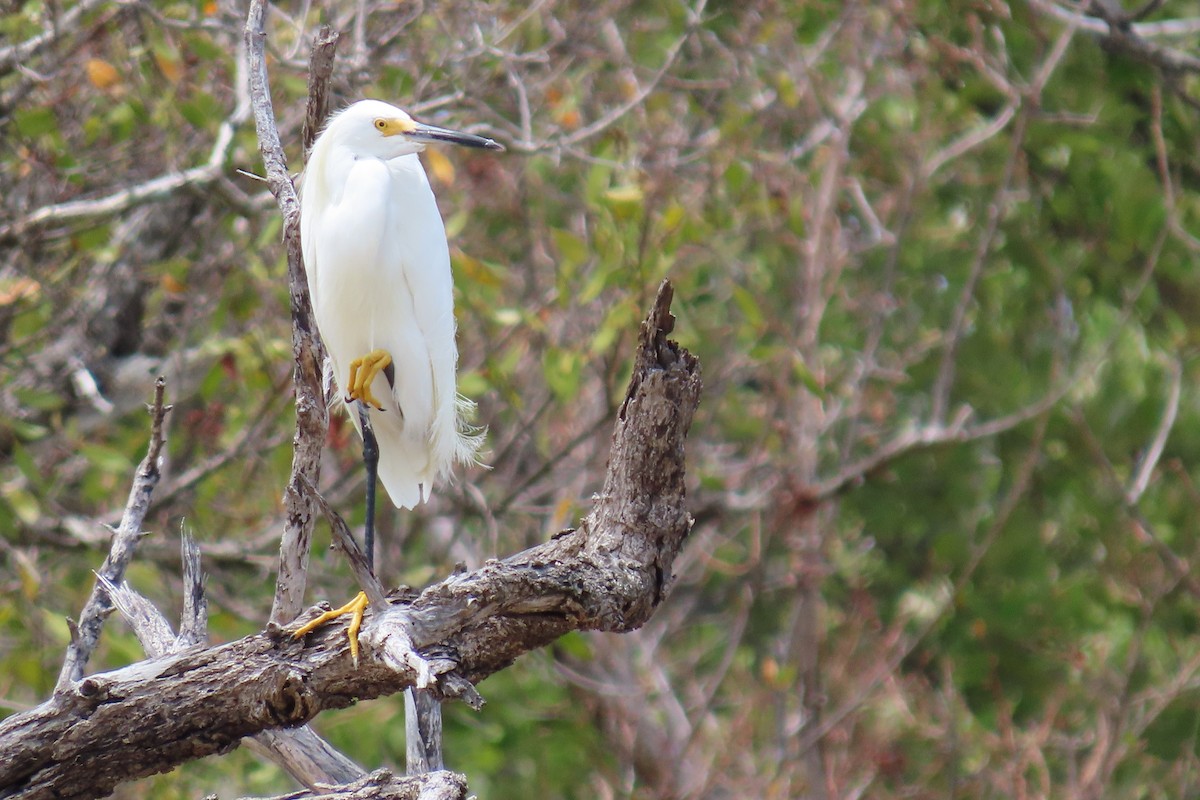 Snowy Egret - Kevin Christman