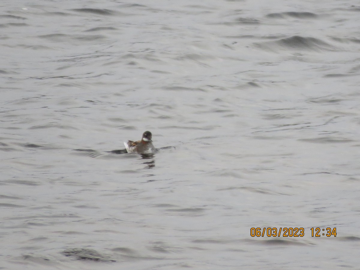 Red-necked Phalarope - bernadette kolb