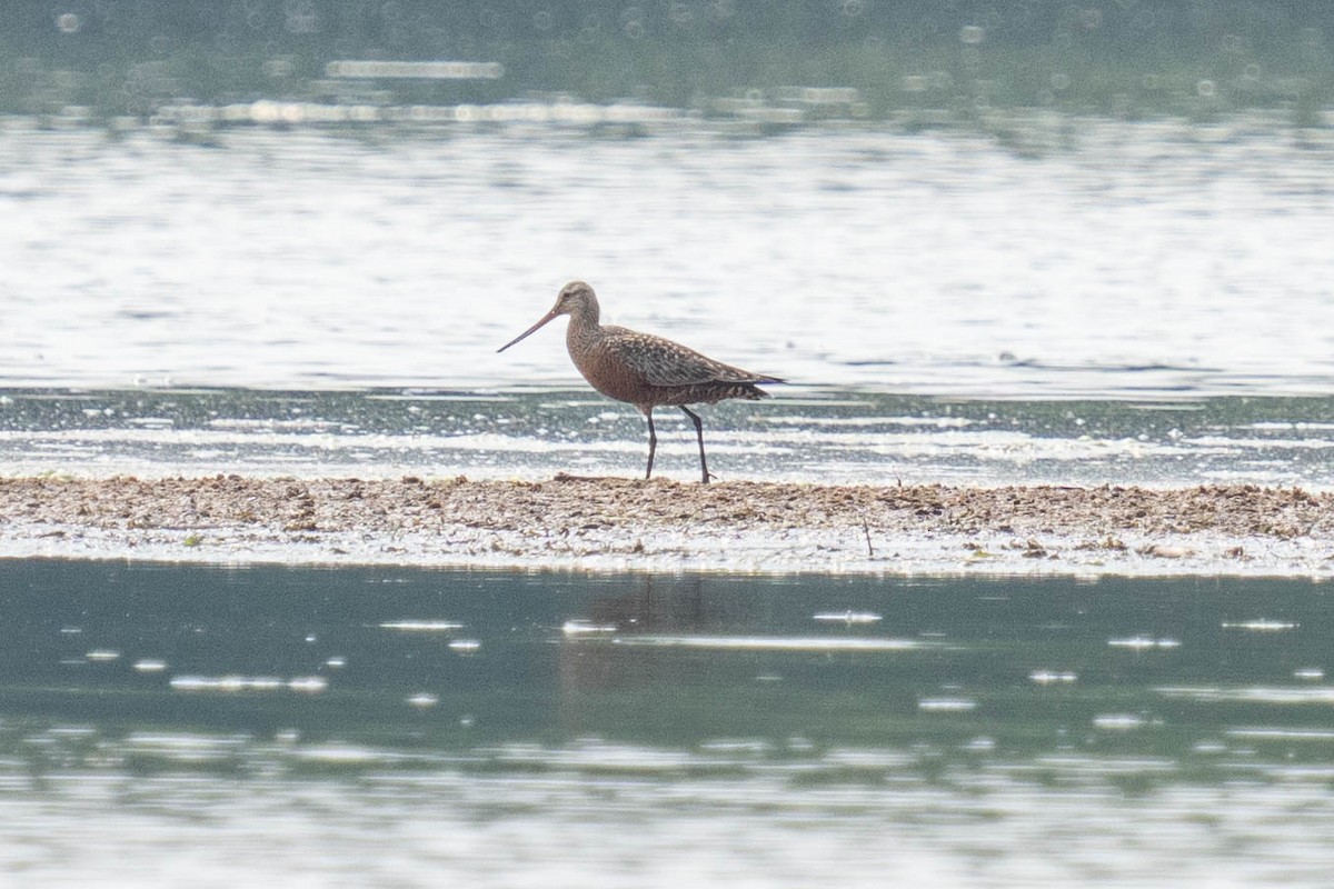 Hudsonian Godwit - Mark Siebers