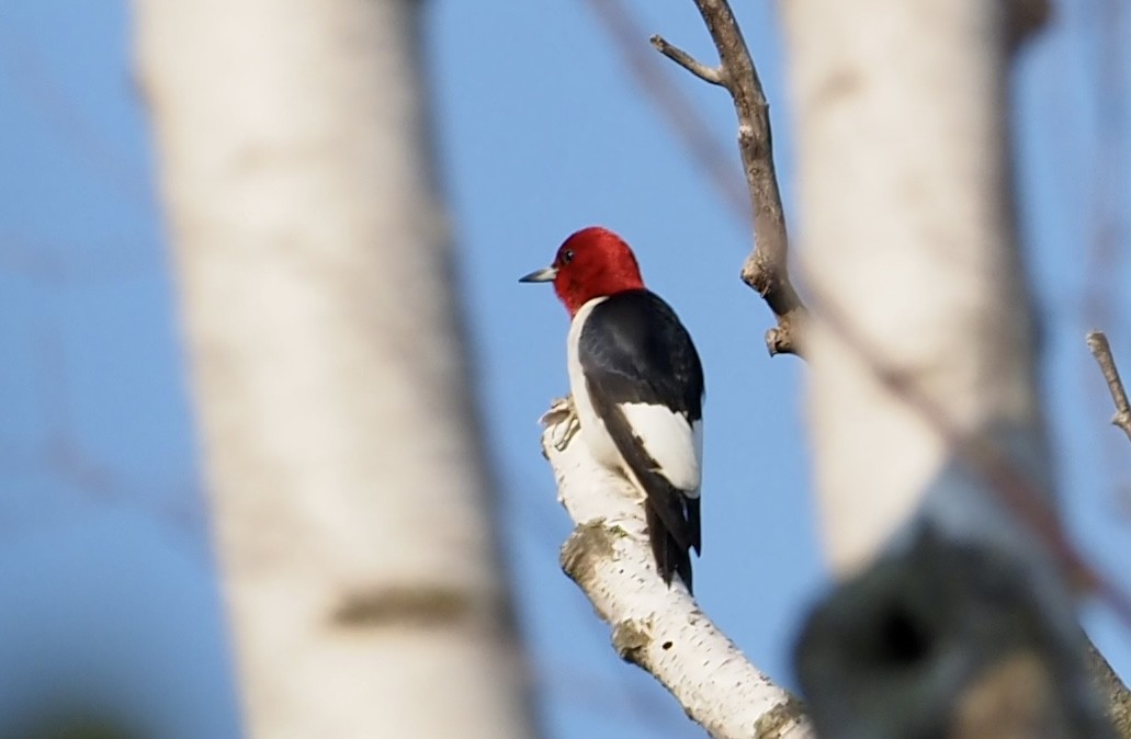 Red-headed Woodpecker - ML580823451