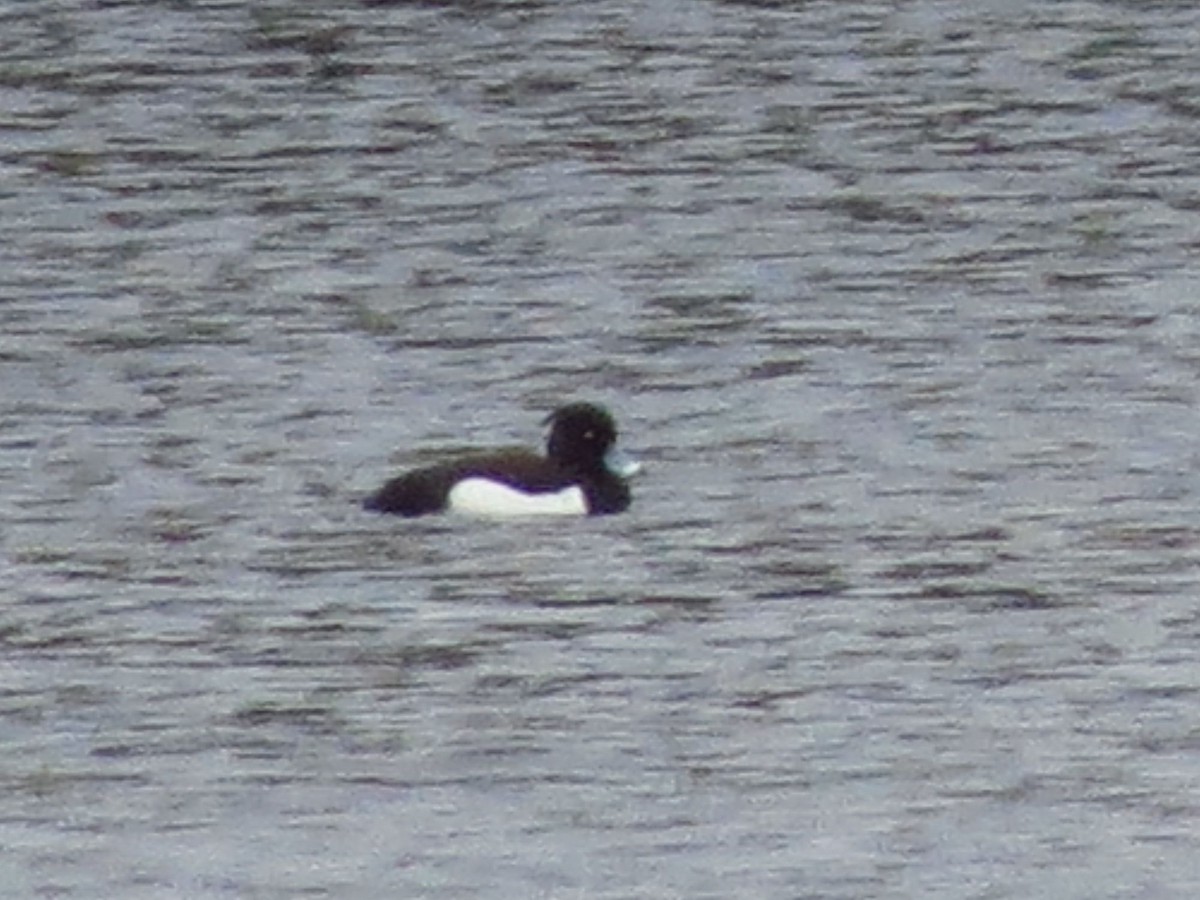 Tufted Duck - ML58082351