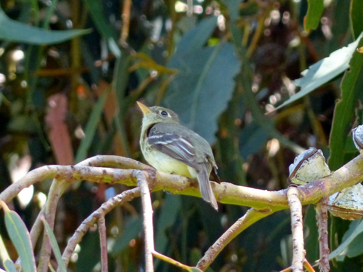 Western Flycatcher (Pacific-slope) - ML580823711