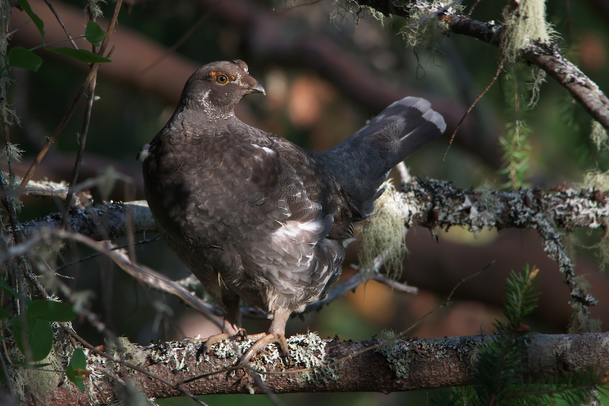 Sooty Grouse - ML580824661