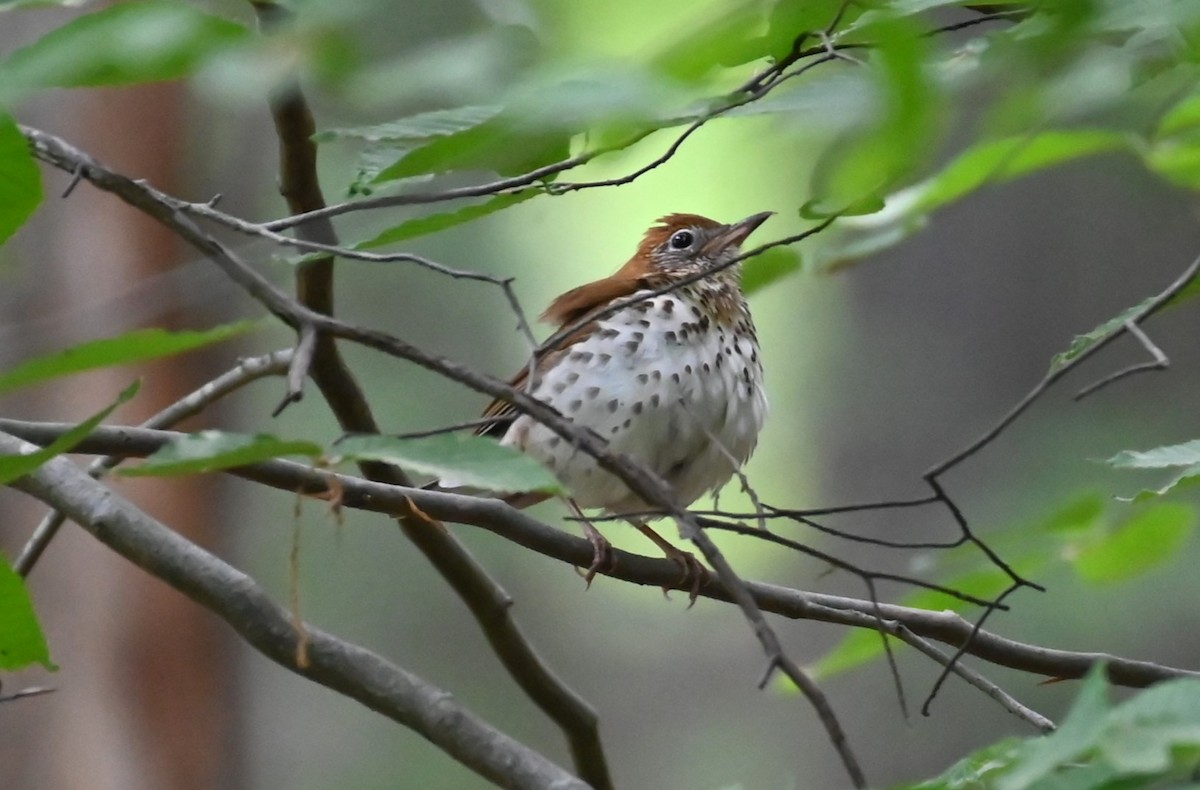 Wood Thrush - ML580825611