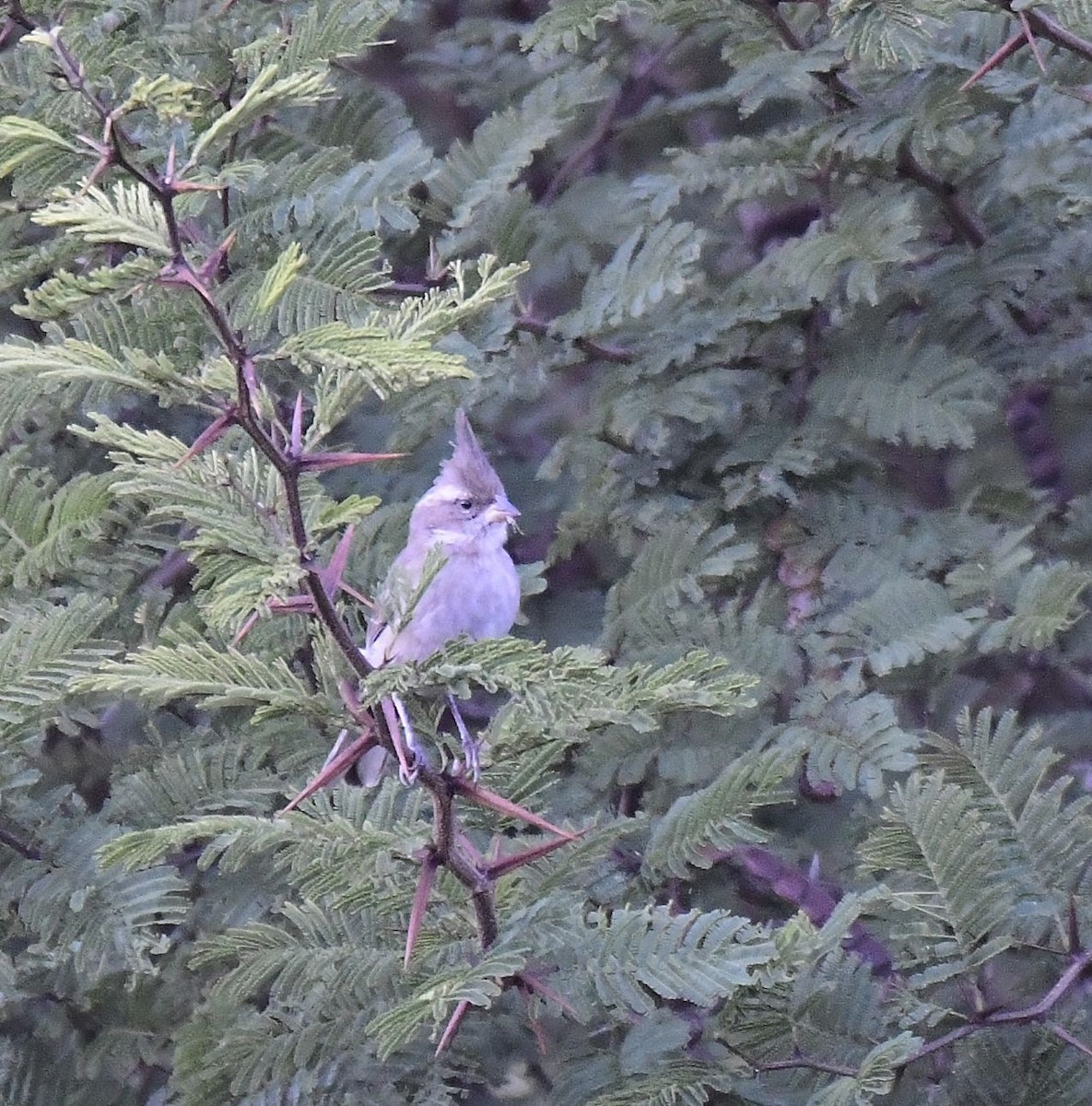 Gray-crested Finch - ML580826641