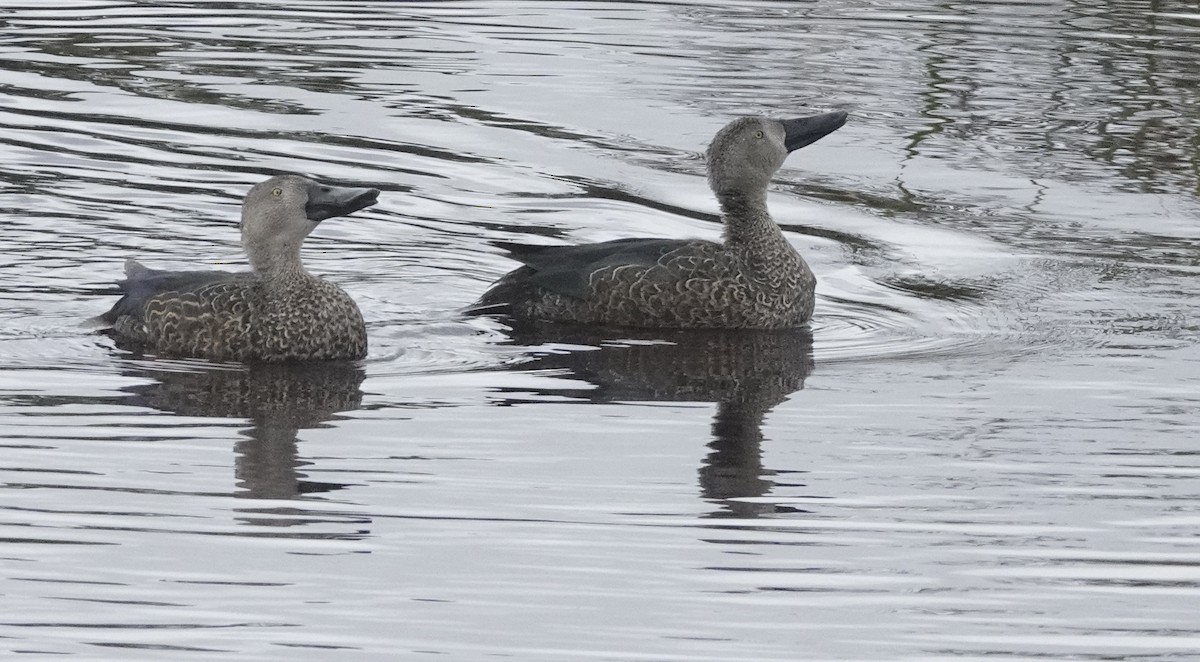 Cape Shoveler - ML580827811