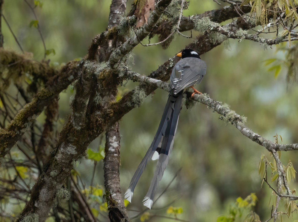 Yellow-billed Blue-Magpie - jimmy Yao