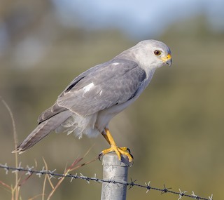 ハイイロオオタカ - eBird