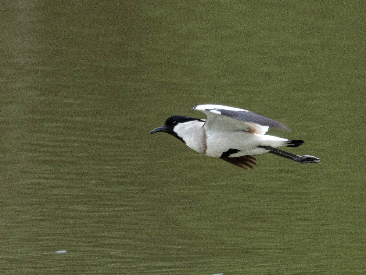 River Lapwing - jimmy Yao