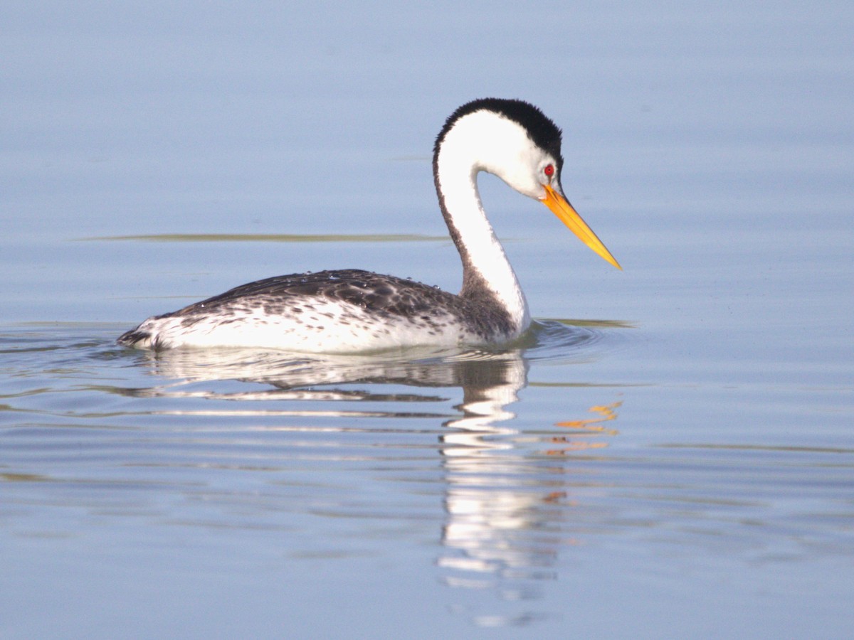 Clark's Grebe - ML580829101