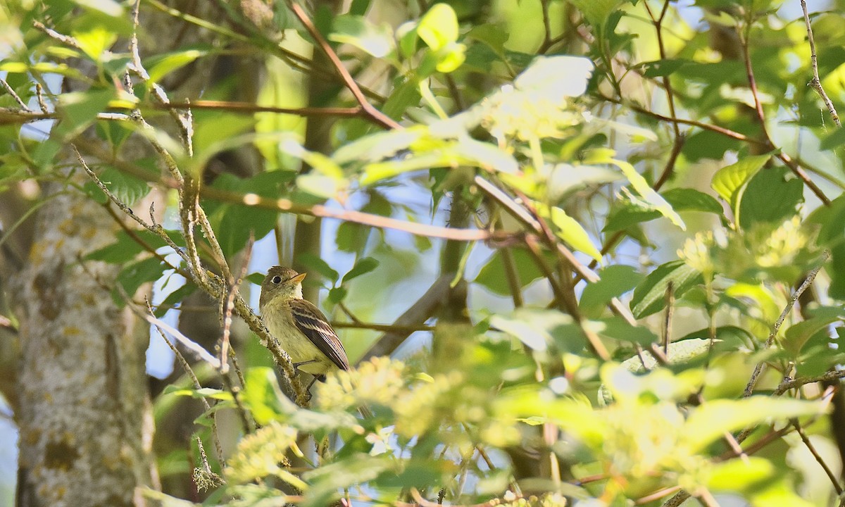 Western Flycatcher (Pacific-slope) - ML580830001