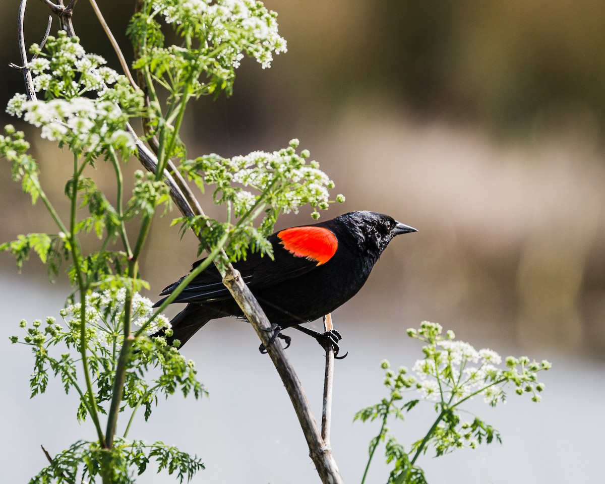 Red-winged/Tricolored Blackbird - ML580830051