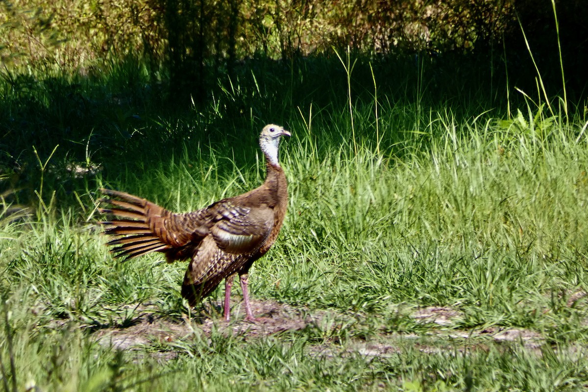 Wild Turkey - ML580831211