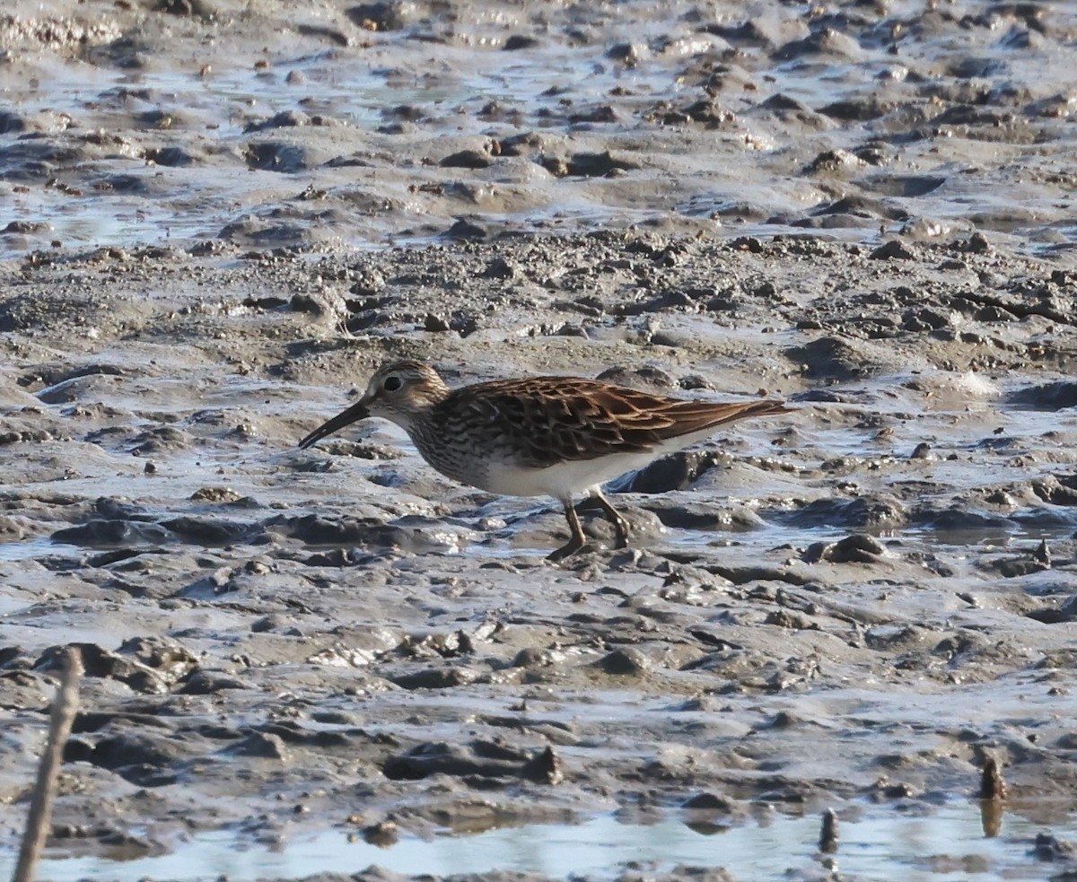 Bécasseau à poitrine cendrée - ML580832001