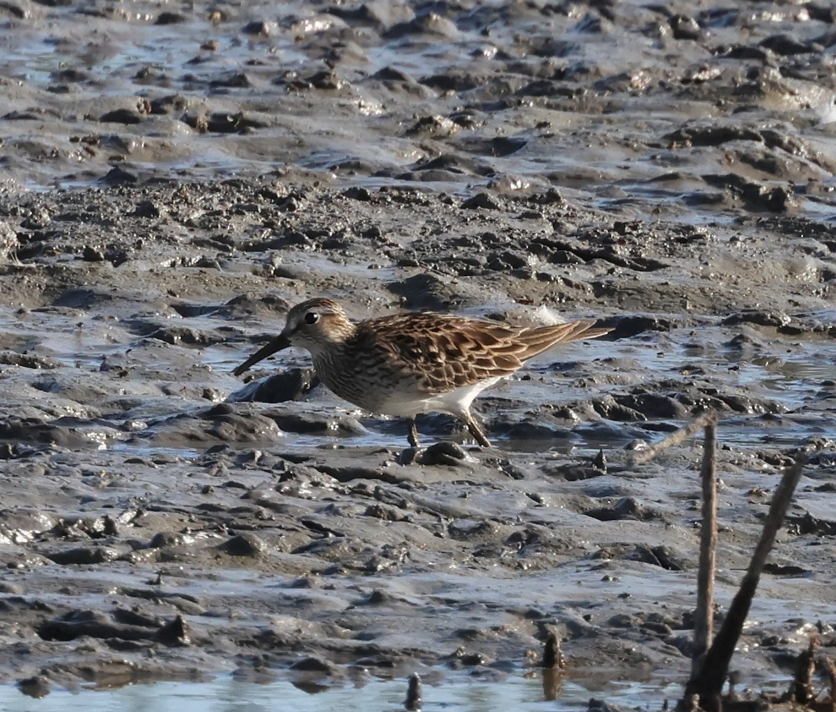 Pectoral Sandpiper - ML580832021