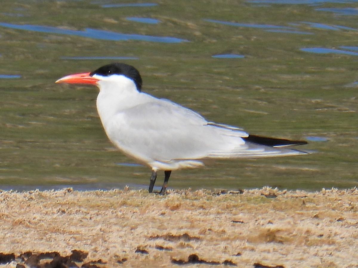 Caspian Tern - ML580832301