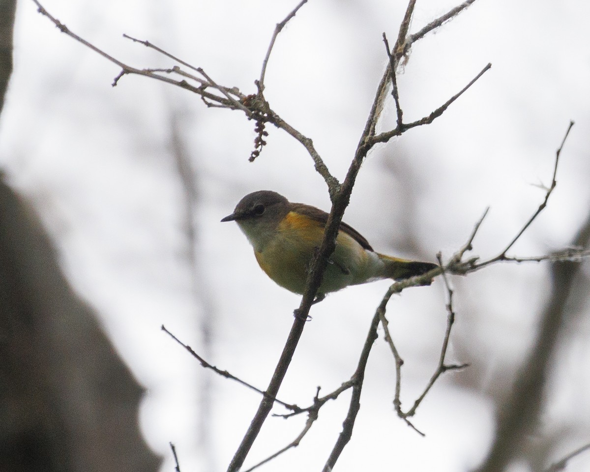 American Redstart - Austin Johnson