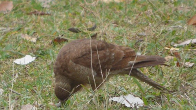 Caracara chimango - ML580833071