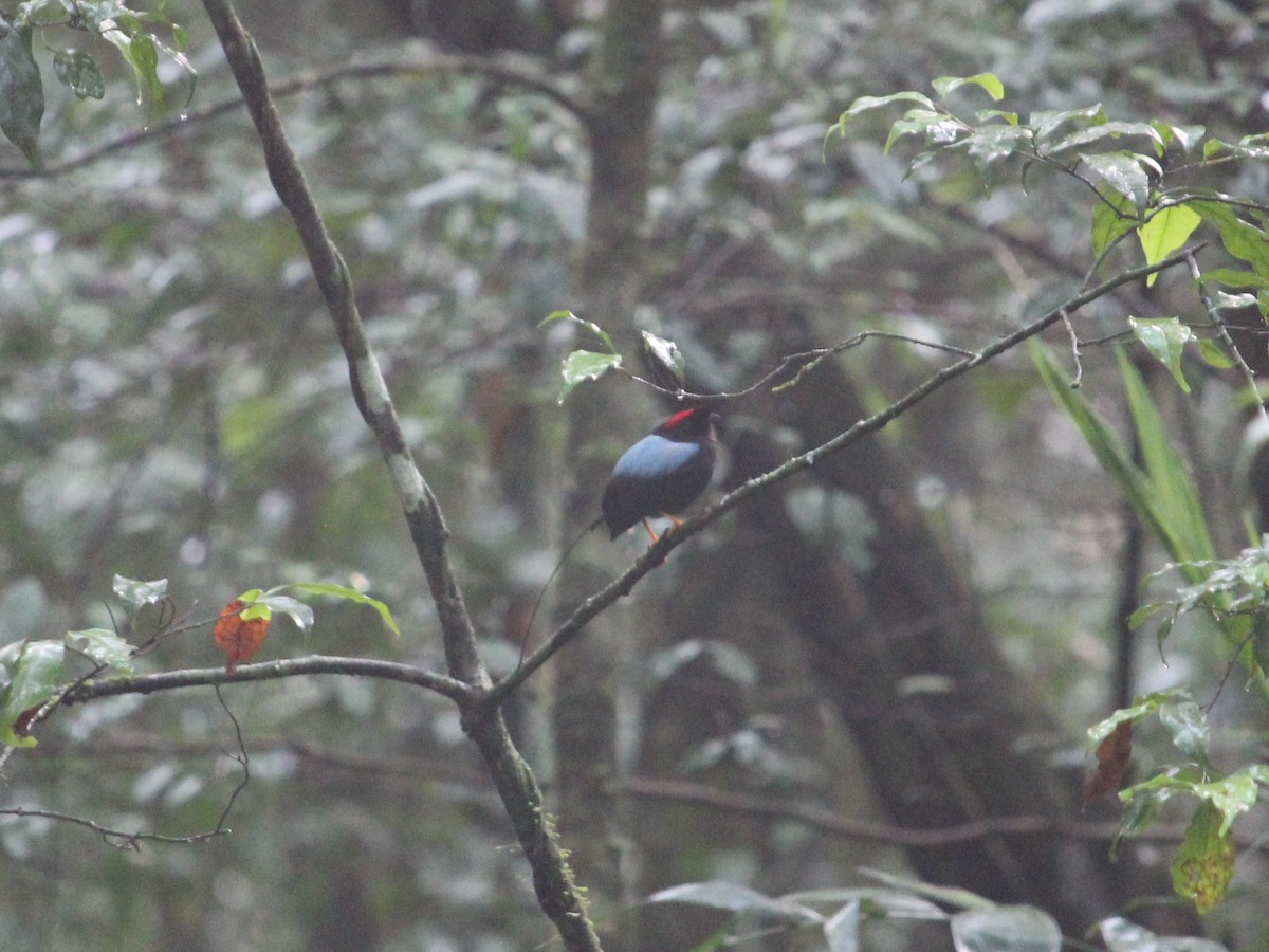 Long-tailed Manakin - ML580833841