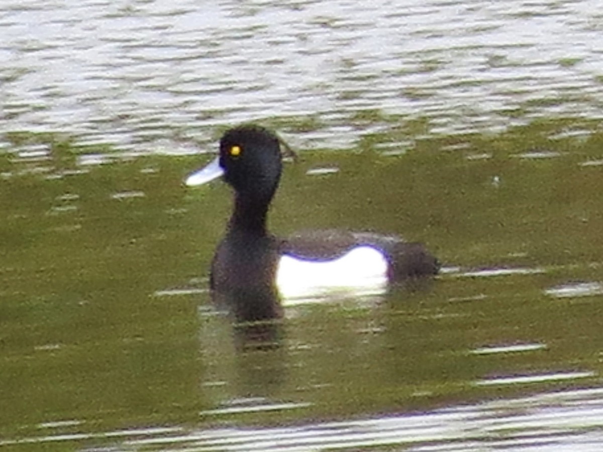 Tufted Duck - ML58083391