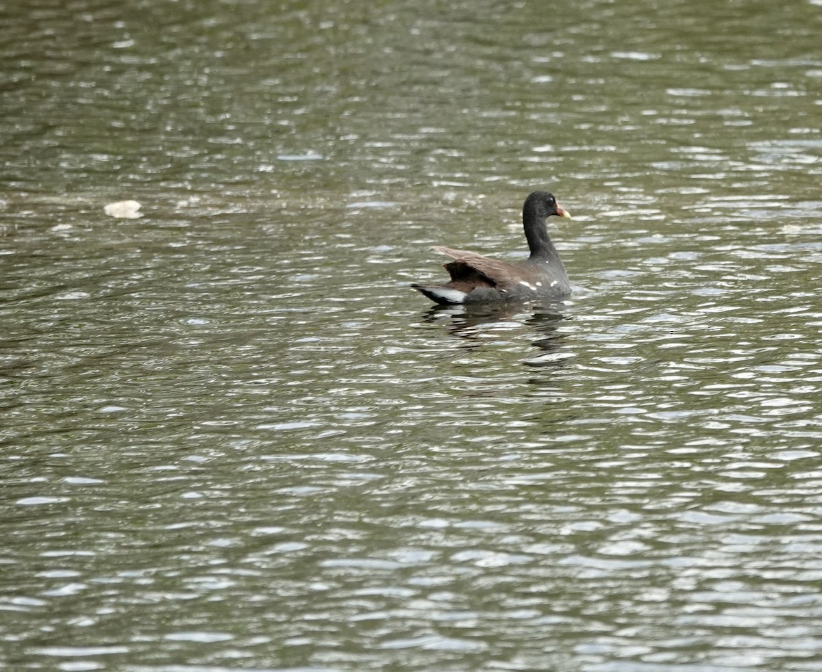 Gallinule d'Amérique - ML580834111