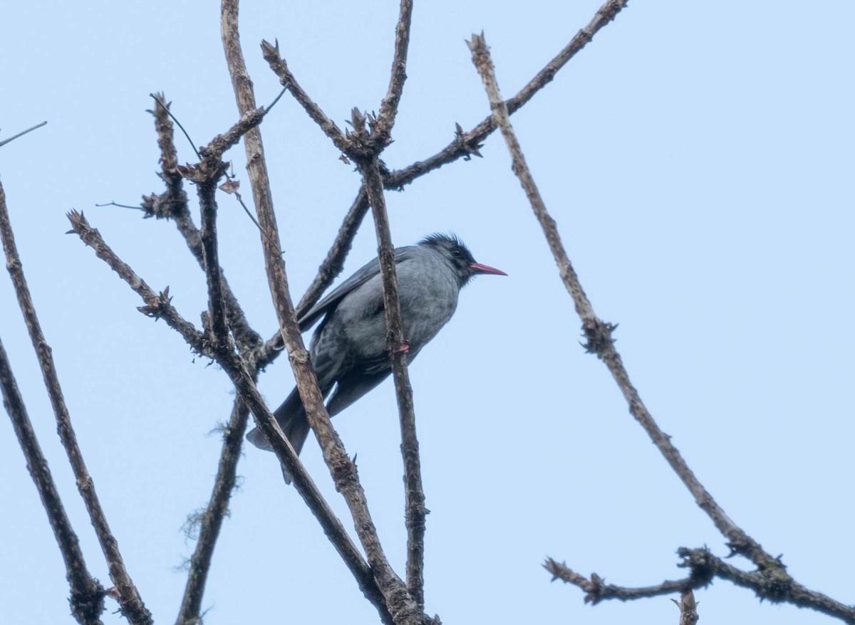 Black Bulbul - jimmy Yao