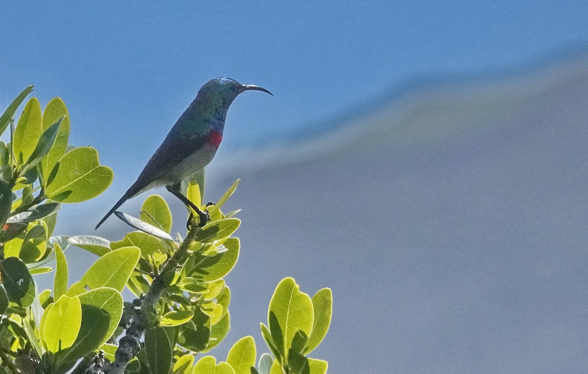 Southern Double-collared Sunbird - ML580834311