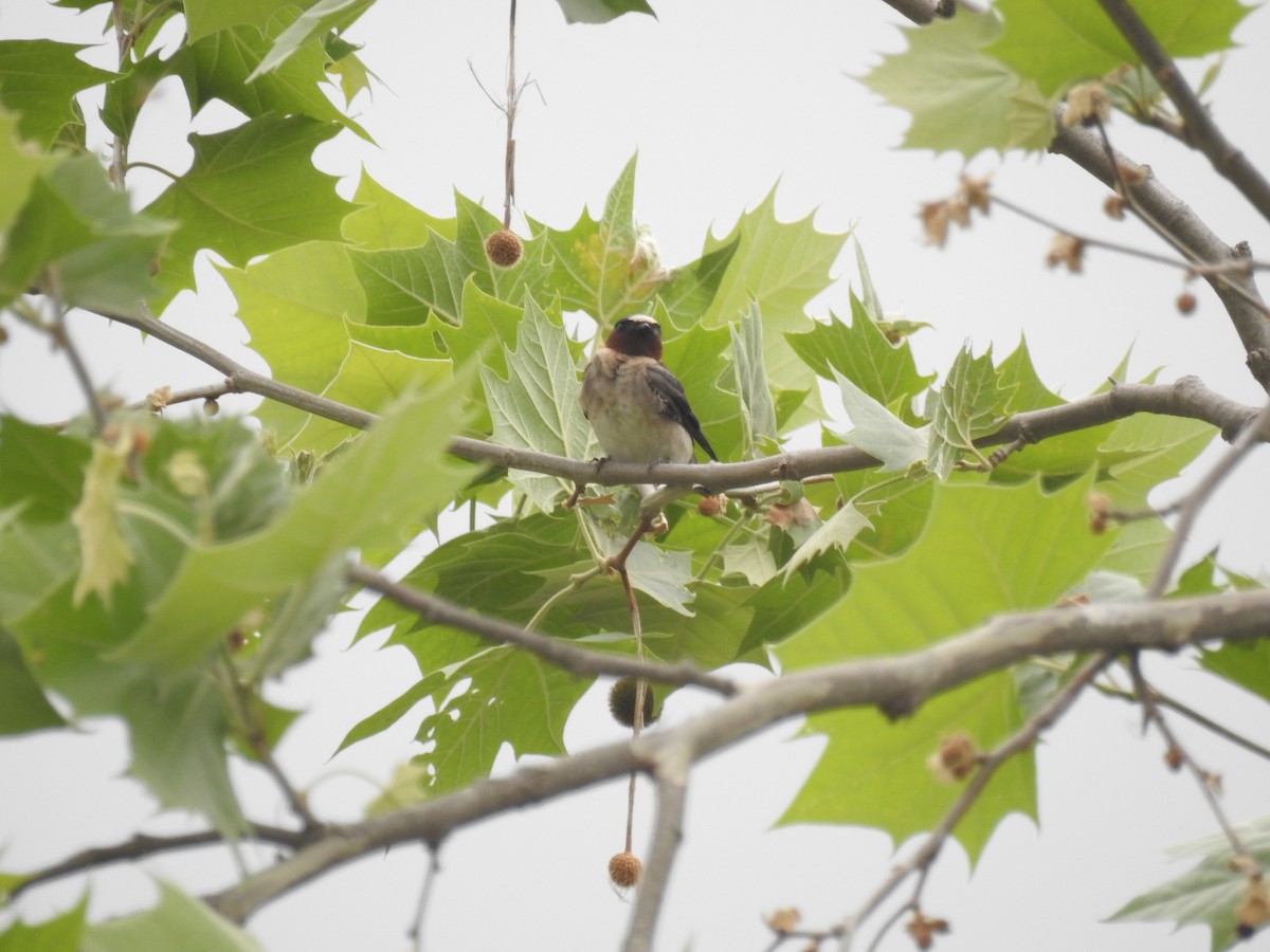 Cliff Swallow - ML580835601