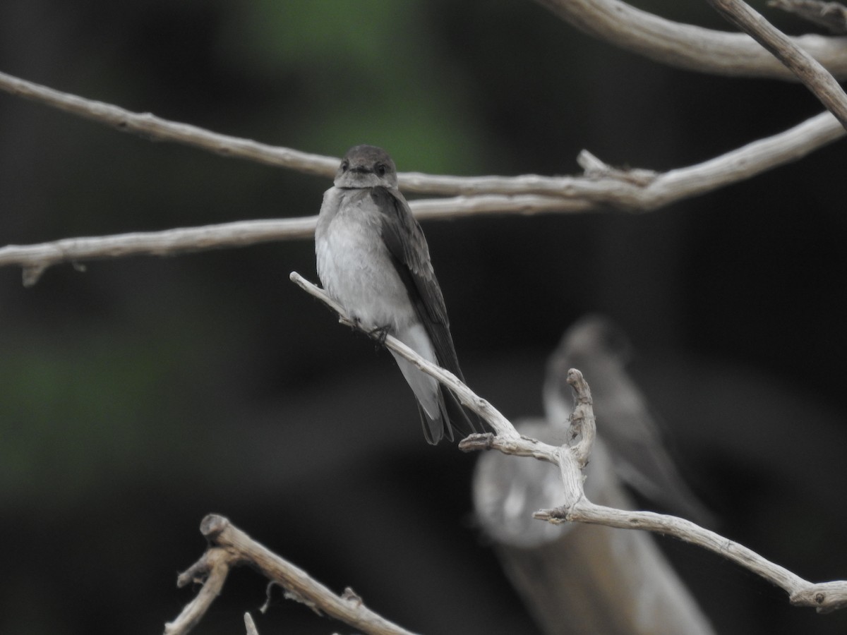 Golondrina Aserrada - ML580835751