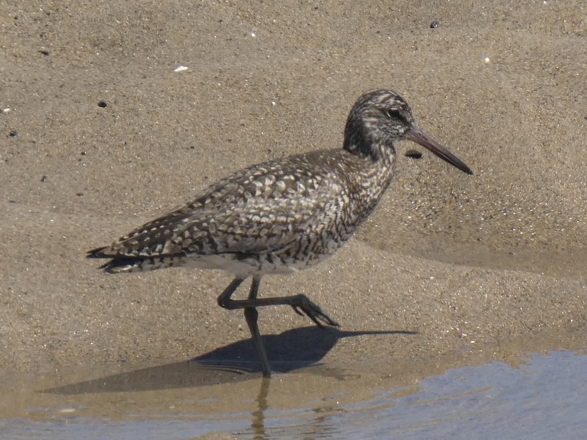 Willet - Cory Ross