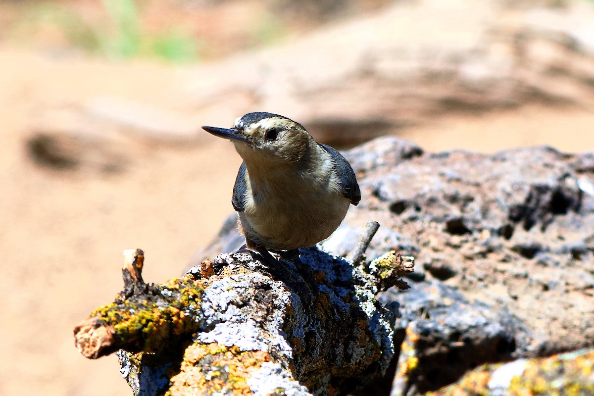 White-breasted Nuthatch - ML580838601