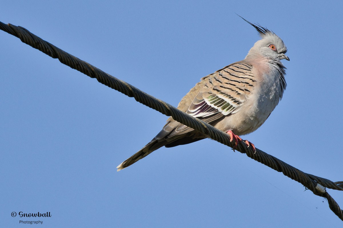 Crested Pigeon - ML580839451