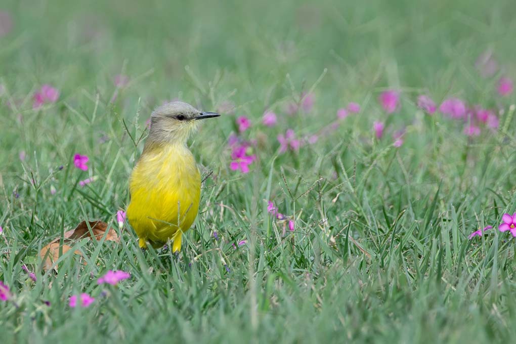 Cattle Tyrant - ML580840301