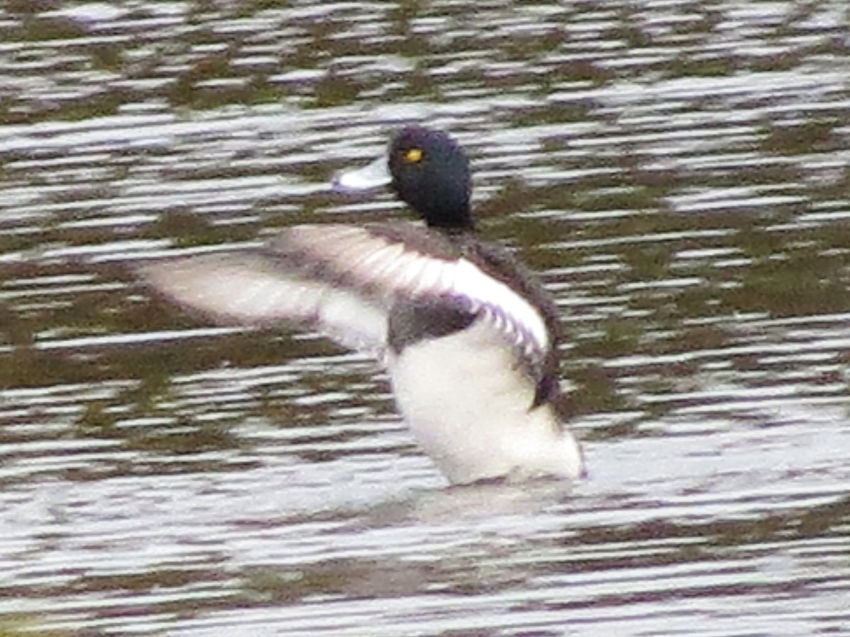 Tufted Duck - ML58084061