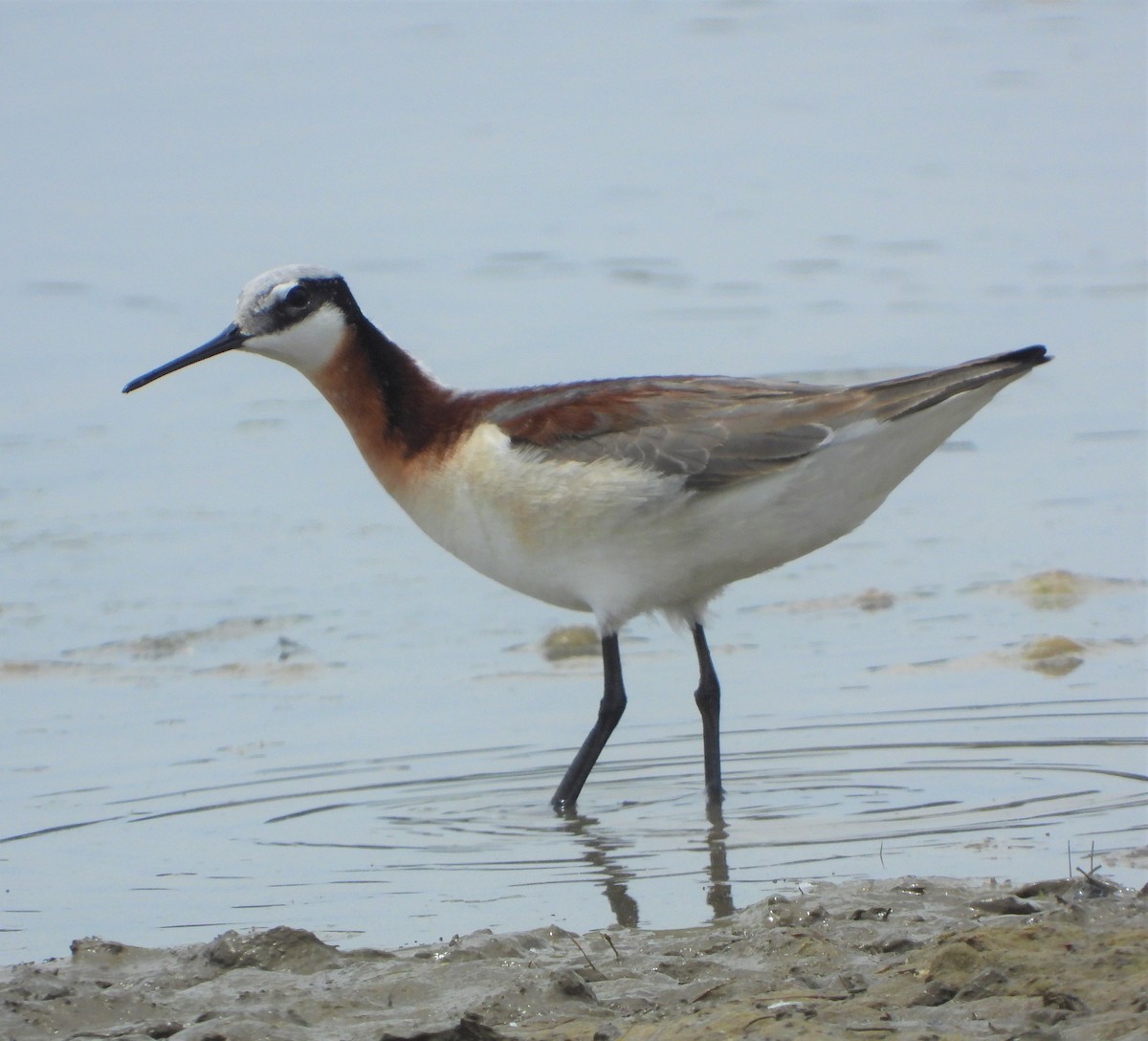 Wilson's Phalarope - ML580841031