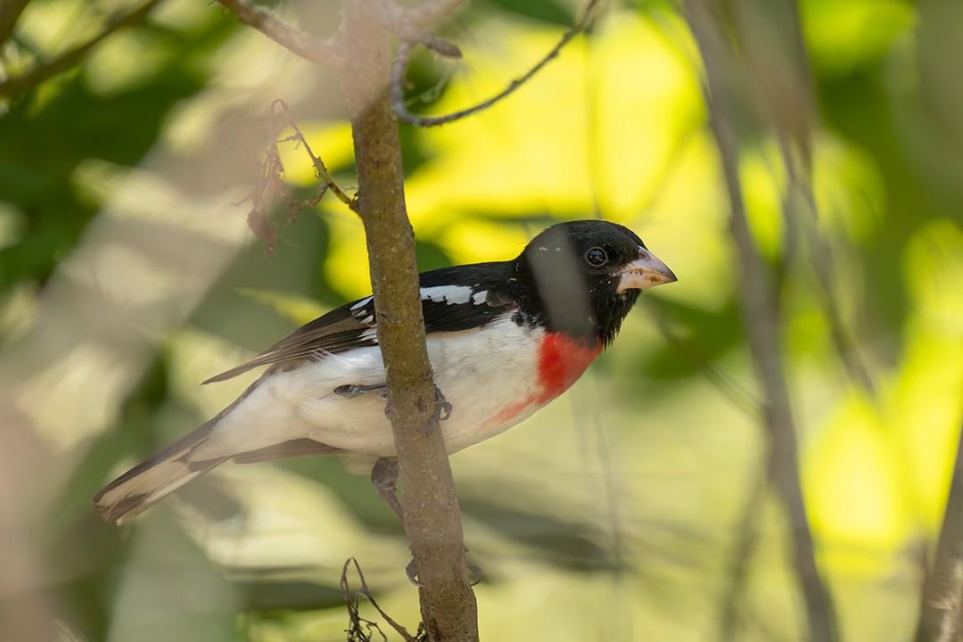 Розовогрудый толстонос - ML580841491