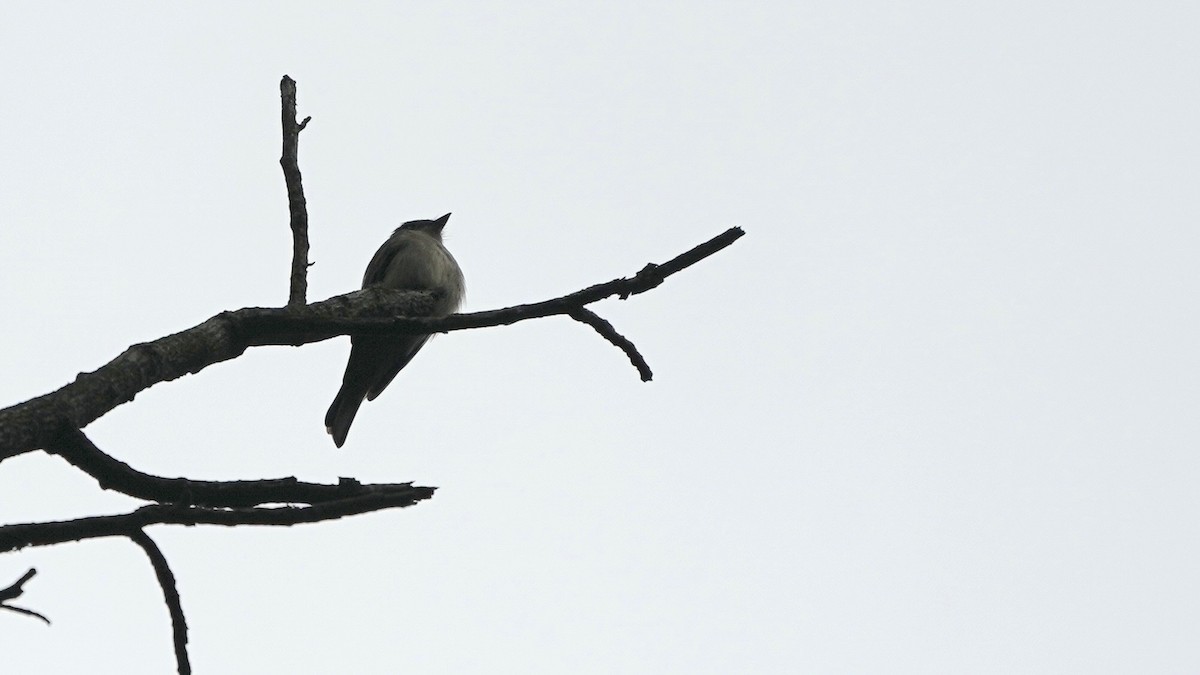 Eastern Wood-Pewee - ML580841951